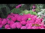 558049_66261_n_1