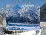 505190_82595_n_1