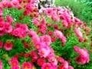 550525_98832_n_1