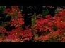 550957_33776_n_1