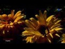 566921_16211_n_1