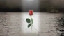 56695_646532_n_4