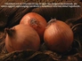 580608_98997_n_2