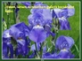 593035_25409_n_2