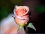 500195_59649_n_1