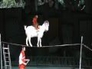 626409_46131_n_1