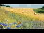 656539_17649_n_1