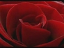 68207_996847_n_2