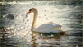 717440_27261_n_2