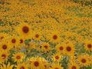 707613_20275_n_1
