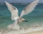 87539_930452_n_2