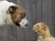 Cats Vs Dogs - Supercut Compilation 2013!