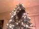 Cat Christmas Tree Disaster