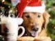 Have yourself a merry little christmas