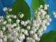 Tavasszal ha kinyílnak a fehér gyöngyvirágok