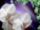 PERE JÁNOS : Fehér orchideák, én szerelmes álmom