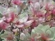 André Rieu ** Spring Flowers**
