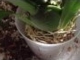 Easy Oncidium Orchid repotting care and culture the greenhouse