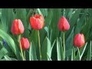 113430_71005_n_1