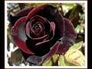 113974_66358_n_1