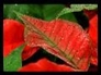 114120_27288_n_1