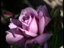 114998_31577_n_1