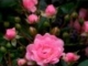 Andre&#39; Rieu - Les Parapluies De Cherbourg (I Will Wait For You)