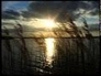 115866_45967_n_1