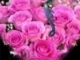 ANDRE RIEU --second waltz (Chostakovich)