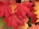 André Rieu - Les Feuilles Mortes (Autumn Leaves)