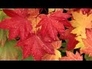 116142_21041_n_1