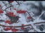 116781_98861_n_1