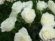 Gyulai Erzsébet - Azt a fehér rózsát Te ültetted