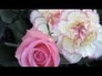 117096_29009_n_1