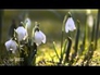 117199_96253_n_1