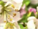 André Rieu - Spring Blossom