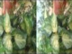 3D.ANDRE RIEU -Spring Symphony***3d video glass needed