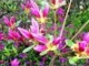 ANDRE RIEU. SERENADE DU ROSSIGNOL.Nightingale Serenade