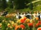 André Rieu - Mainau Concert June 2010 &#39;You Raise me up&#39;