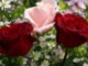 FLORES - Vals de las flores - Tchaikovsky