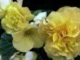 ACKER BILK - The First Time Ever I Saw Your Face ( HD )