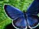 VALSUL FLUTURILOR, butterfly waltz - Tamalo - Stamatis Spanoudakis