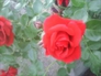 118694_33504_n_3