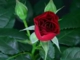 nyíló rózsa 60