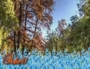 101405_86254_n_2