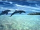 ♫ Dolphin dreams ♫ Melody oceans ♫ Zen and Relaxation ♫