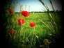 110362_87463_n_1