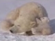 POLAR BEAR LOVE: Cute polar bear cubs lovin' up their mamma