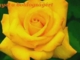 10 szál rózsa