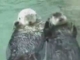 szerelmes vidrák otters-h